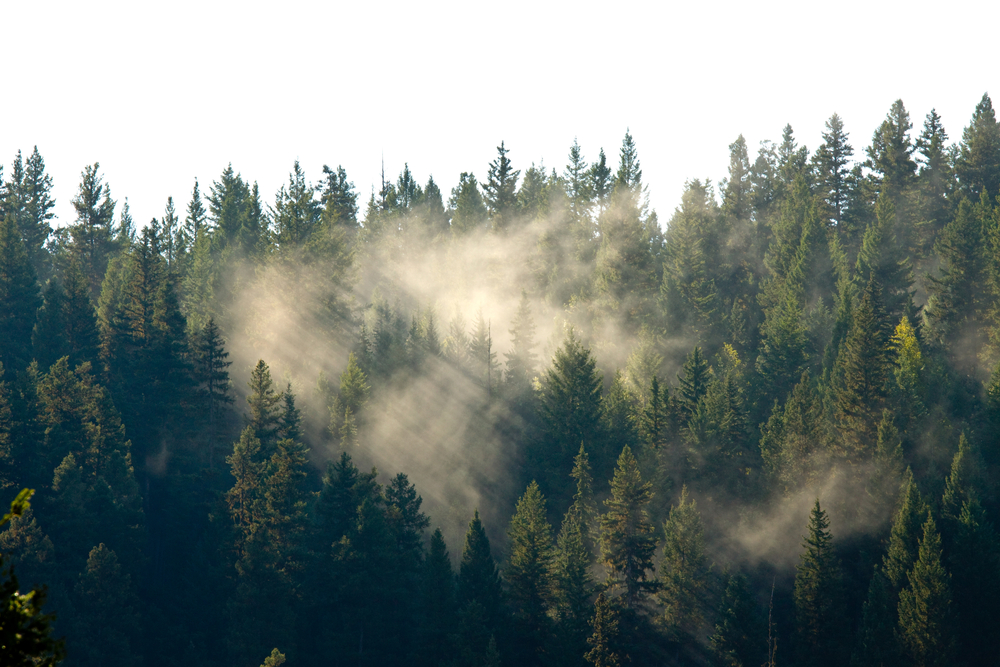 Misty morning forest in Prince George